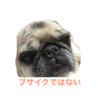 パグの凛ちゃん（個別スタンプ：1）