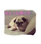 パグの凛ちゃん（個別スタンプ：2）