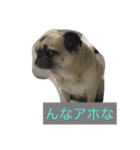 パグの凛ちゃん（個別スタンプ：8）