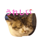 ねこちゃん百面相（個別スタンプ：1）