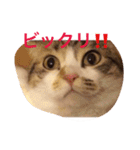 ねこちゃん百面相（個別スタンプ：2）