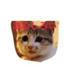 ねこちゃん百面相（個別スタンプ：3）