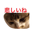 ねこちゃん百面相（個別スタンプ：4）
