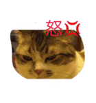 ねこちゃん百面相（個別スタンプ：5）