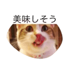ねこちゃん百面相（個別スタンプ：6）
