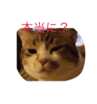 ねこちゃん百面相（個別スタンプ：7）