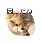 ねこちゃん百面相（個別スタンプ：8）
