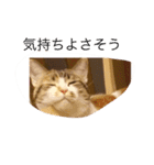 ねこちゃん百面相（個別スタンプ：9）