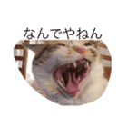 ねこちゃん百面相（個別スタンプ：10）
