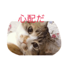 ねこちゃん百面相（個別スタンプ：12）