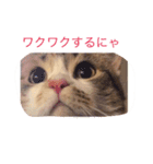 ねこちゃん百面相（個別スタンプ：13）