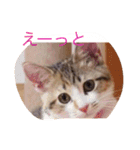 ねこちゃん百面相（個別スタンプ：14）