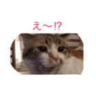 ねこちゃん百面相（個別スタンプ：15）