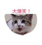 ねこちゃん百面相（個別スタンプ：16）