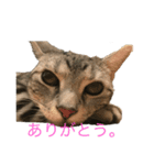 こねこねこねこね2（個別スタンプ：3）