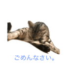 こねこねこねこね2（個別スタンプ：5）