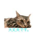 こねこねこねこね2（個別スタンプ：6）