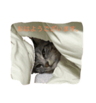こねこねこねこね2（個別スタンプ：8）