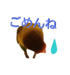 ボタンインコ（個別スタンプ：2）