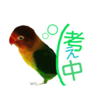 ボタンインコ（個別スタンプ：3）