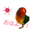 ボタンインコ（個別スタンプ：4）