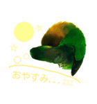 ボタンインコ（個別スタンプ：5）