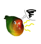 ボタンインコ（個別スタンプ：6）