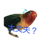 ボタンインコ（個別スタンプ：7）