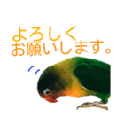 ボタンインコ（個別スタンプ：8）