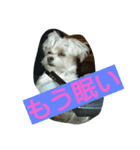 くろだよつば（個別スタンプ：4）