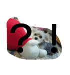 くろだよつば（個別スタンプ：5）
