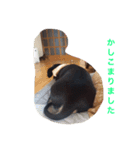 うちのわんちゃん（個別スタンプ：1）