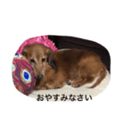 うちのわんちゃん（個別スタンプ：4）