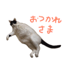こうとふく。（個別スタンプ：1）