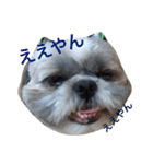 シーズー家族（個別スタンプ：6）