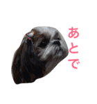シーズー家族（個別スタンプ：10）