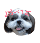 シーズー家族（個別スタンプ：12）
