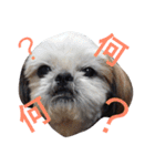 シーズー家族（個別スタンプ：14）