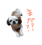 シーズー家族（個別スタンプ：15）
