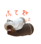 シーズー家族（個別スタンプ：16）