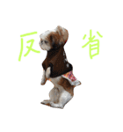 シーズー家族（個別スタンプ：17）