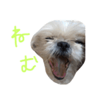 シーズー家族（個別スタンプ：18）