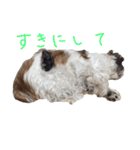 シーズー家族（個別スタンプ：25）