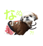 シーズー家族（個別スタンプ：27）