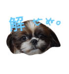 シーズー家族（個別スタンプ：29）
