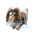 シーズー家族（個別スタンプ：31）
