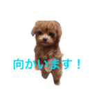 ロッテちゃん。（個別スタンプ：3）