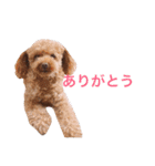 ロッテちゃん。（個別スタンプ：7）
