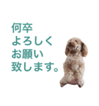 ロッテちゃん。（個別スタンプ：8）