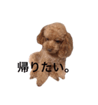 ロッテちゃん。（個別スタンプ：9）